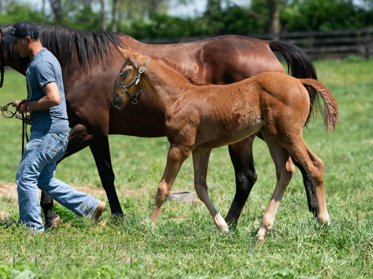 Schema filly | Pictured at 43 days old | Bred by Farfellow Farms | Nicole Finch photo