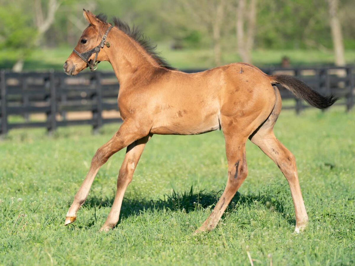 Sittin At the Bar colt | Pictured at 56 days old | Bred by Brett Brinkman & Dale Ladner | Nicole Finch photo