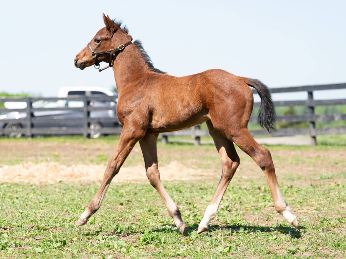 Stunning Lady colt | Pictured at 27 days old | Bred by H & E Ranch | Nicole Finch photo