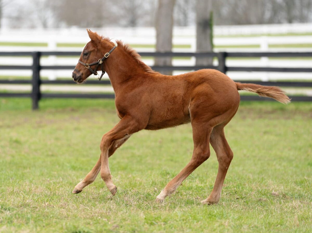 Temper Mint Patty filly | Pictured at 46 days old | Bred by Four Pillars Holdings | Nicole Finch photo