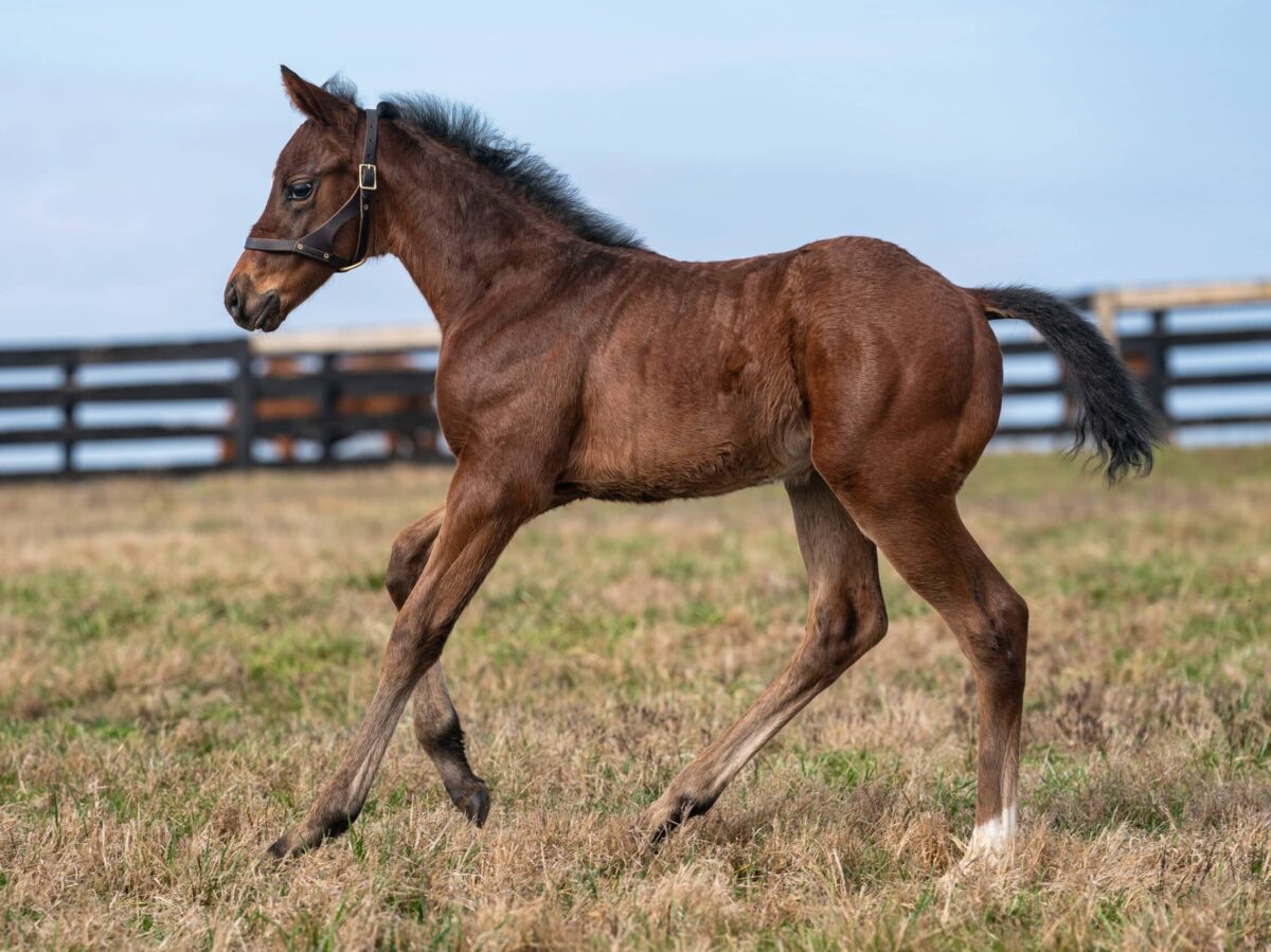 Afleet Lover filly | Pictured at 27 days old | Bred by Ruis Racing and Lancaster House Thoroughbreds | Nicole Finch photo