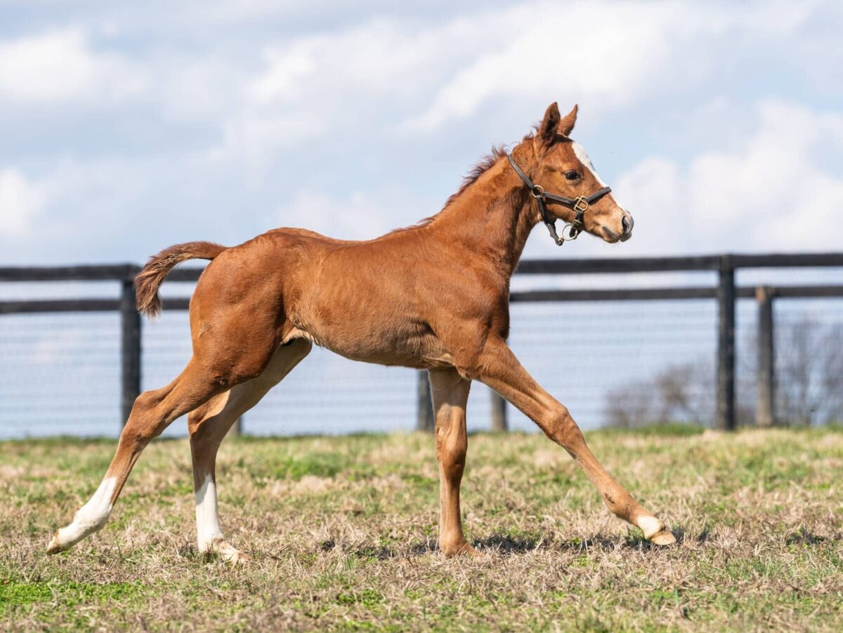 Beautissimo colt | Pictured at 17 days old | Bred by Loren Nichols | Nicole Finch photo