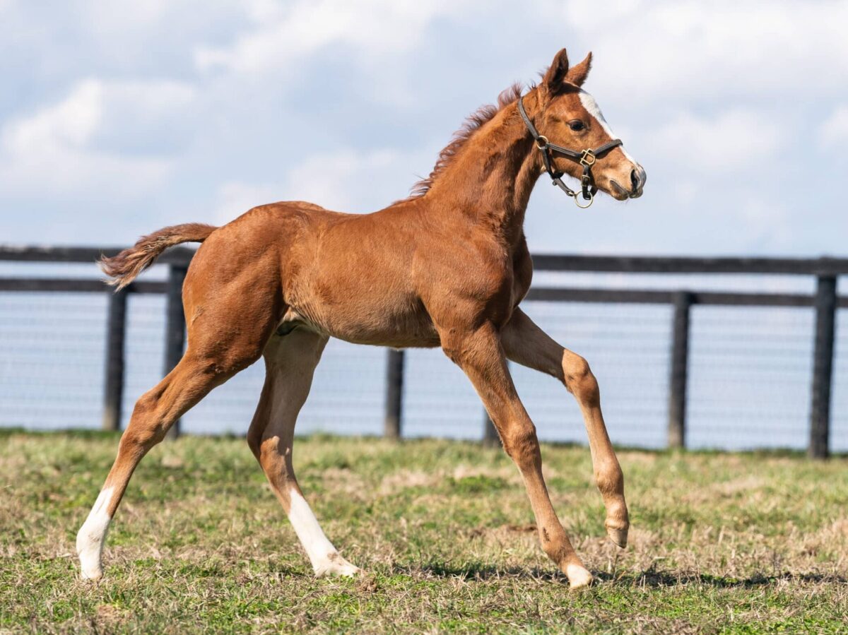 Beautissimo colt | Pictured at 17 days old | Bred by Loren Nichols | Nicole Finch photo