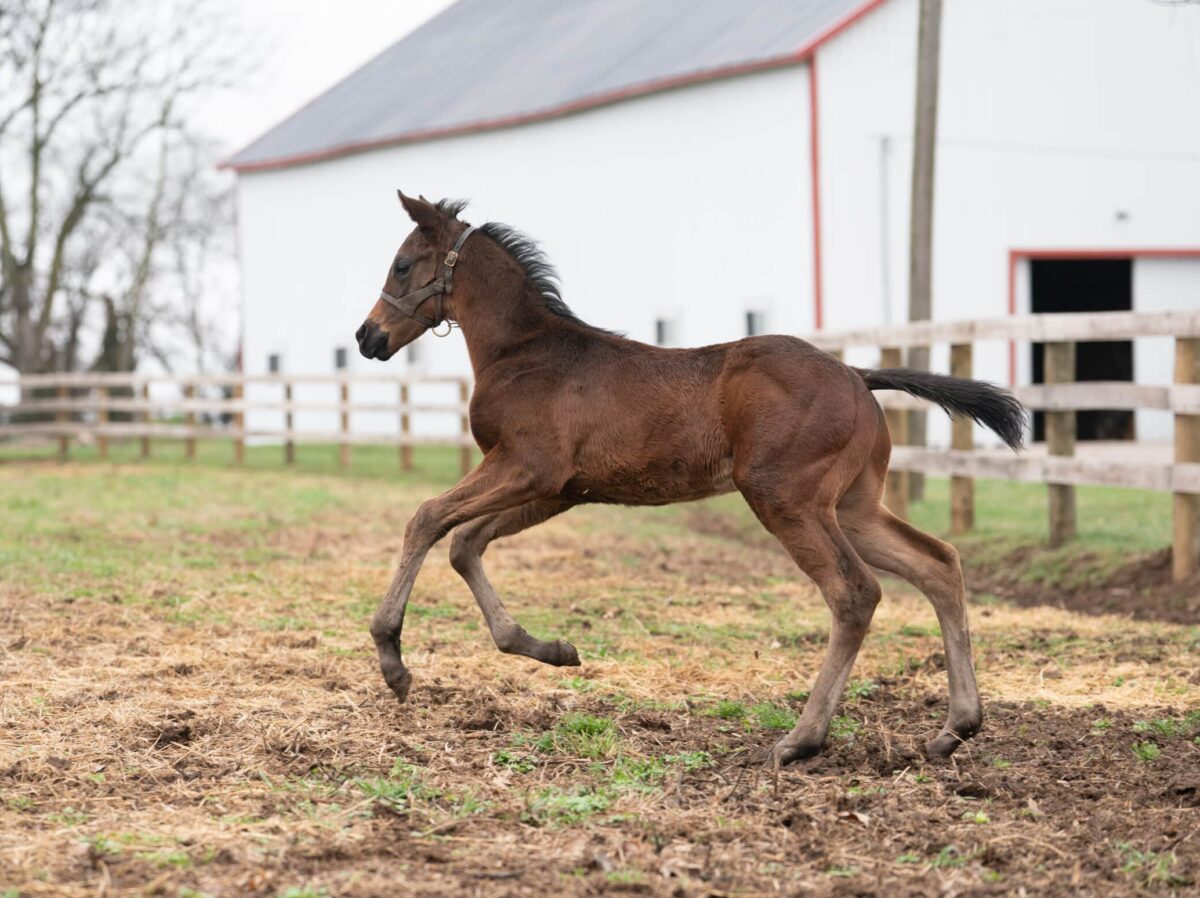 Cavallina colt | Pictured at 8 days old | Bred by Kehner Thoroughbreds | Nicole Finch photo