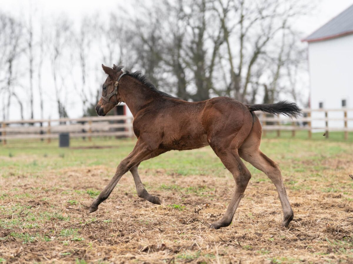 Cavallina colt | Pictured at 8 days old | Bred by Kehner Thoroughbreds | Nicole Finch photo