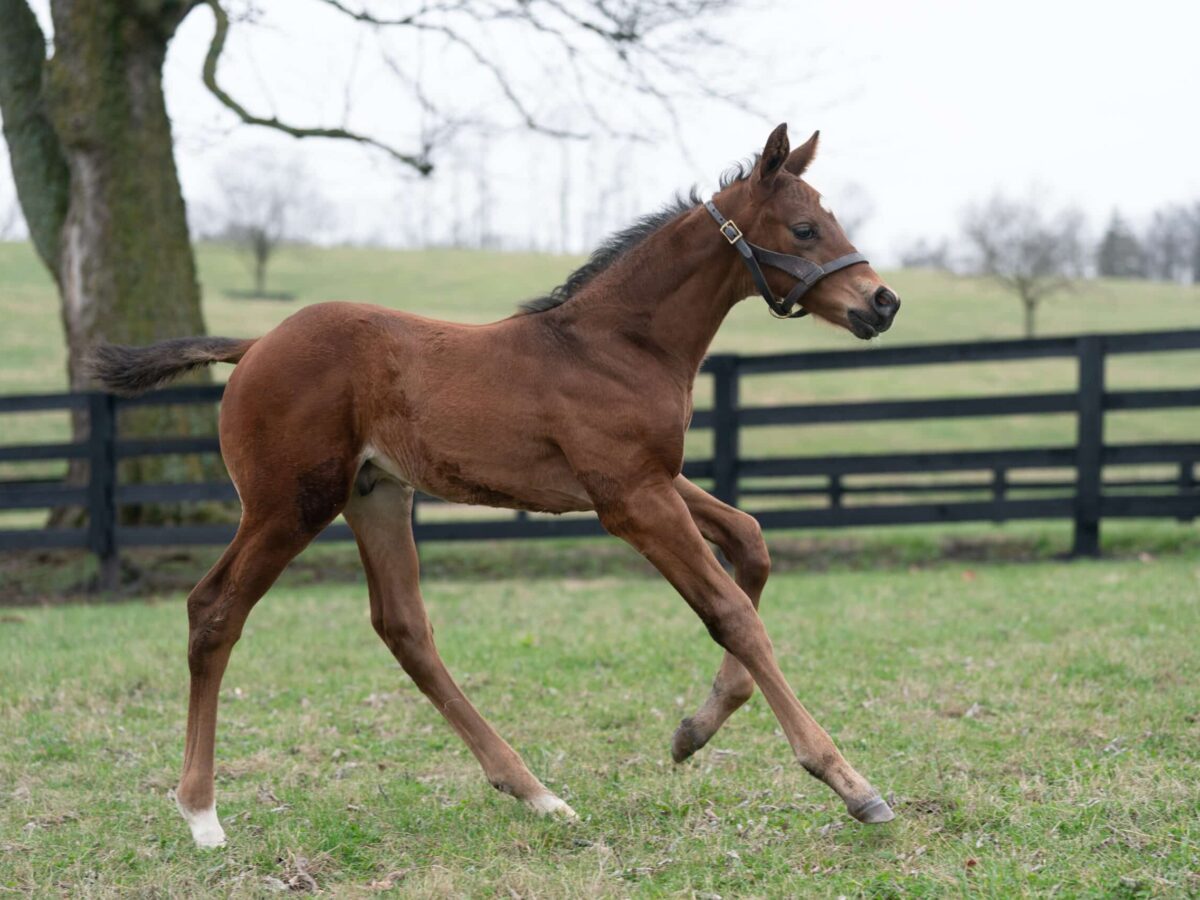 Frosted Charm colt | Pictured at 21 days old | Bred by Jeff Ramey | Nicole Finch photo