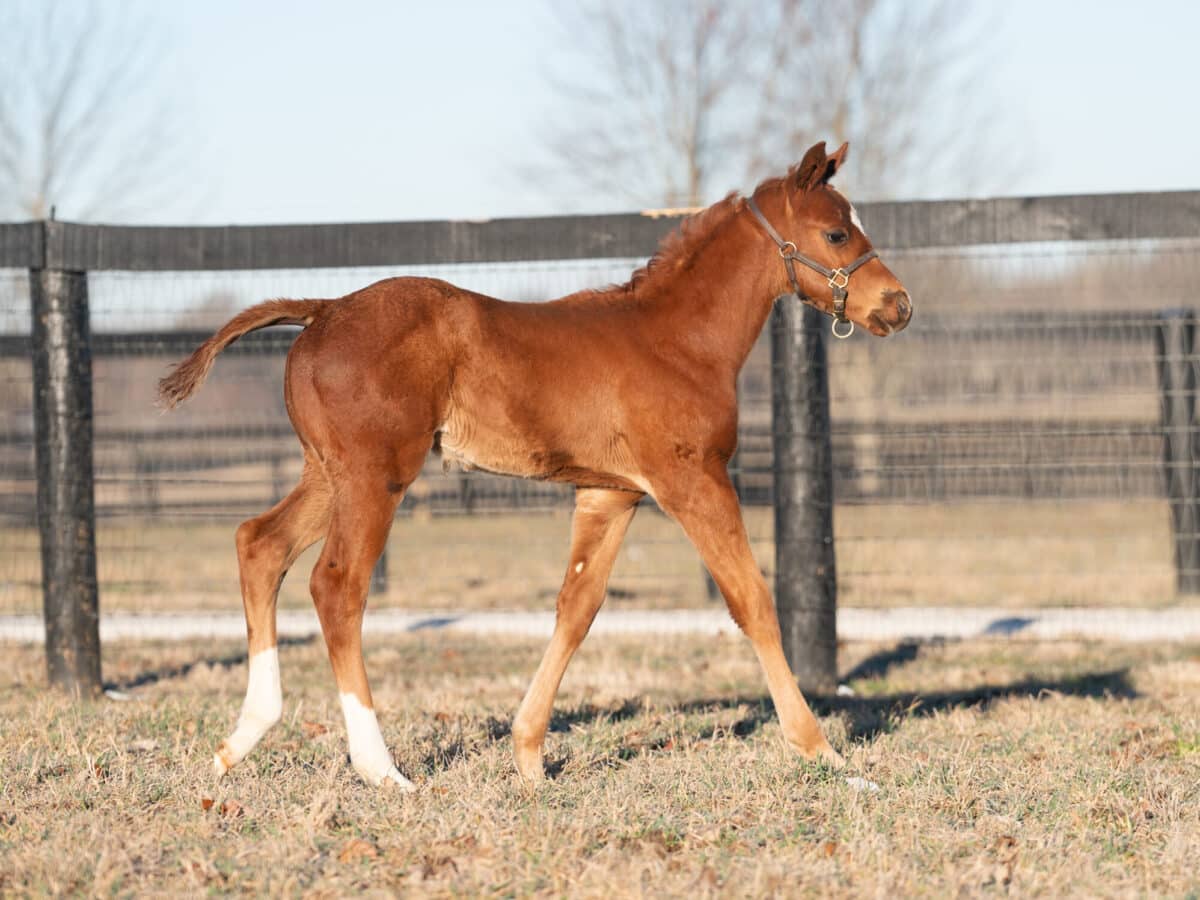 Sengekontacket colt | Pictured at 44 days old | Bred by Stoneriggs Farm | Nicole Finch photo