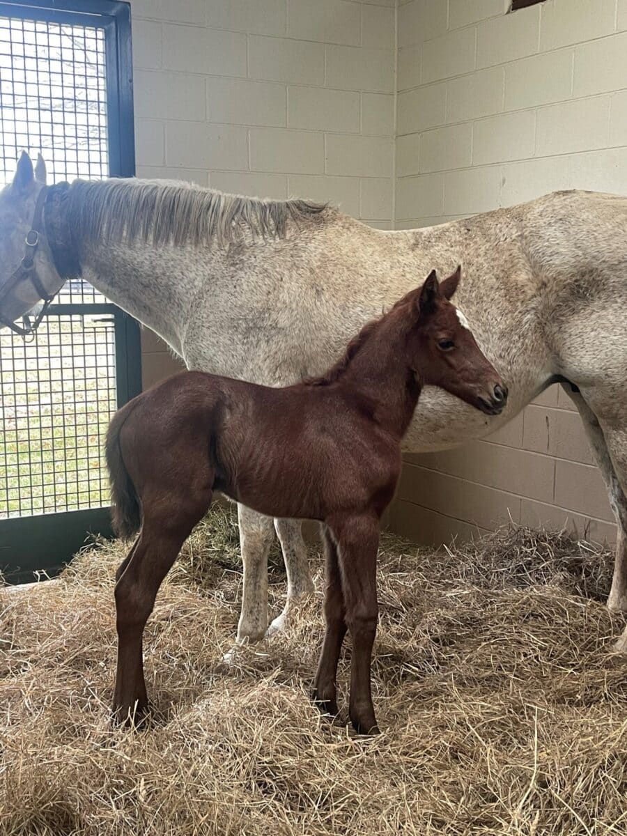 Try to Catch Her filly | Pictured at 3 days old | Bred by Martin Keogh and Justin & Gemma Wojczynski | Nicole Finch photo