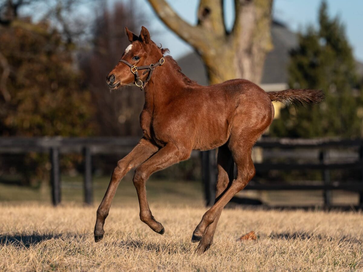 Try to Catch Her filly | Pictured at 12 days old | Bred by Martin Keogh and Justin & Gemma Wojczynski | Nicole Finch photo