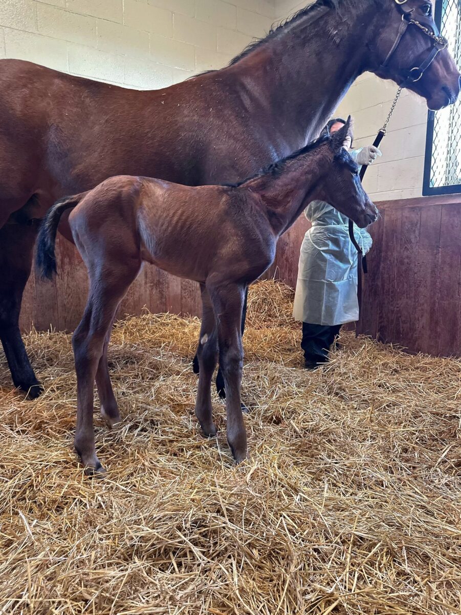 She's My Gem colt | Pictured as a newborn | Bred by Three Chimneys Farm | Courtesy Three Chimneys