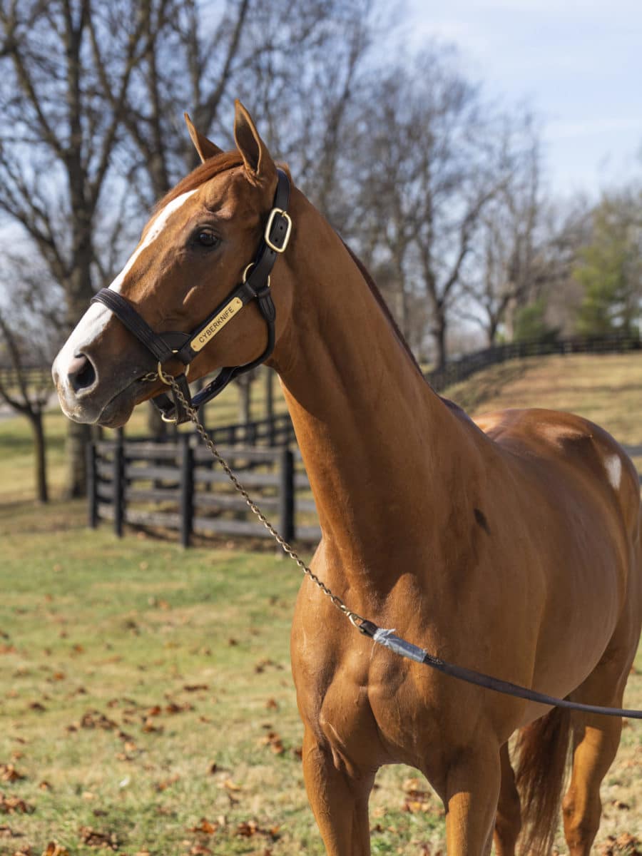 Cyberknife at Spendthrift | Fall 2022 | Nicole Finch photo