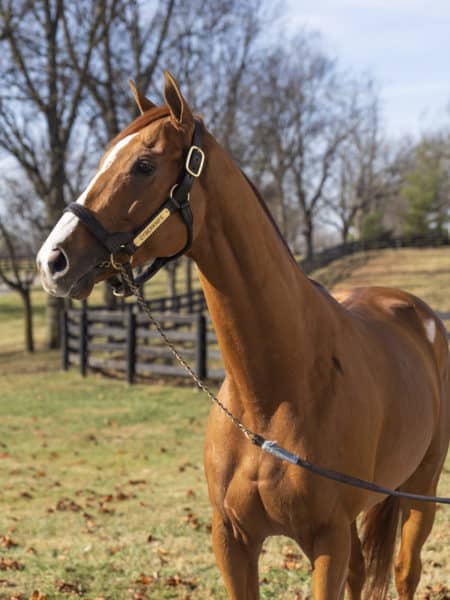 Cyberknife makes a quick stop at Spendthrift before he's set to return to training to finish out the racing season. He will stand at Spendthrift in 2023. | Nicole Finch photo