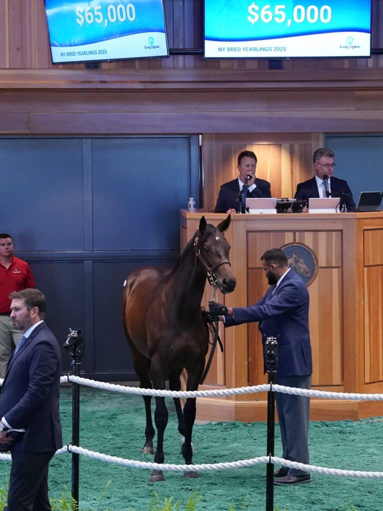 $65,000 at '25 F-T NY Breds | Filly o/o Little Brave | Purchased by Tom McCrocklin | Z photo