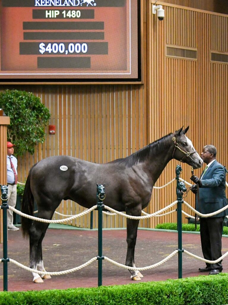 $400,000 at '25 KEESEP | Colt o/o Crystal Grit | Purchased by BC Stables | Judit Seipert photo