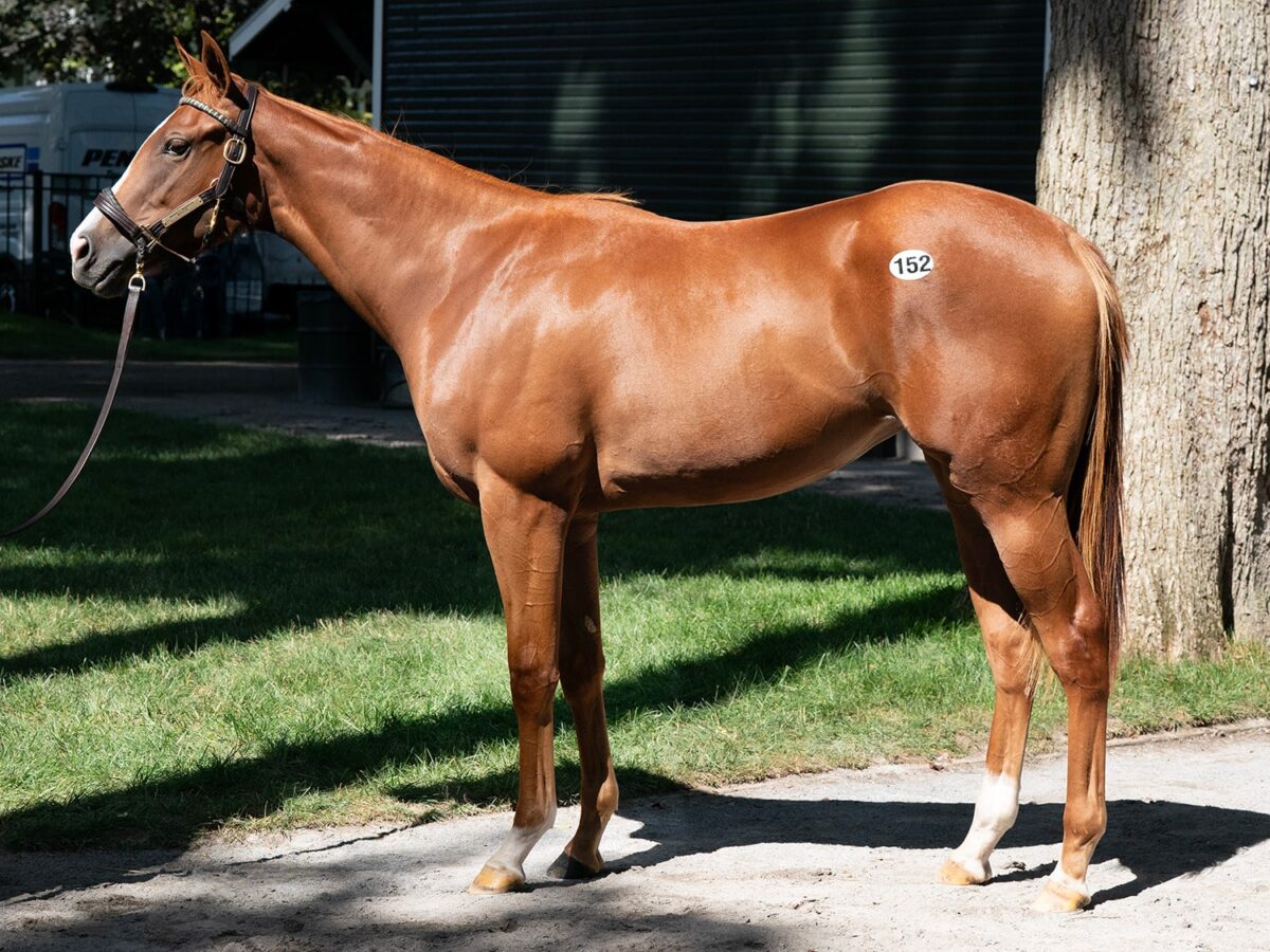 $350,000 at '25 F-T Saratoga | Filly o/o Martini | Purchased by Amerman Racing | Z photo