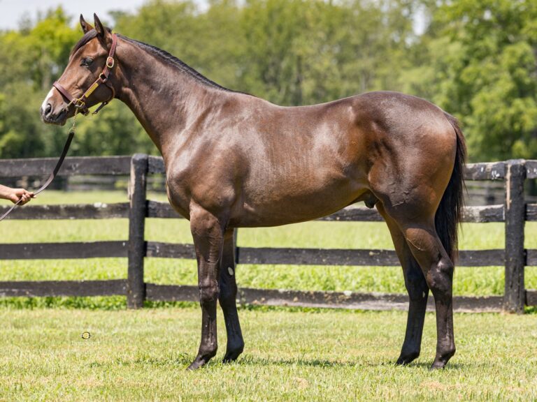 $575,000 at '25 F-T Saratoga | Colt o/o Queen Medb | Purchased by Joseph DiRico | Z photo