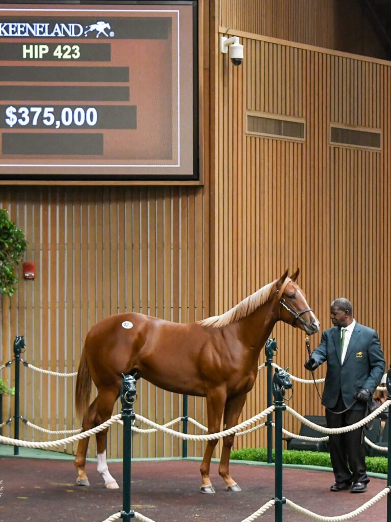 $375,000 at '25 KEESEP | Colt o/o Midnight On Oconee | Purchased by Winchell Thoroughbreds | Judit Seipert photo