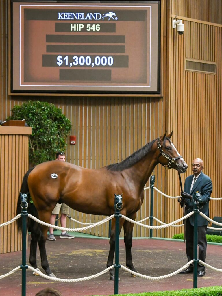 $1,300,000 at '25 KEESEP | Colt o/o Taking Aim | Purchased by West Bloodstock, for Robert & Lawana Low | Judit Seipert photo