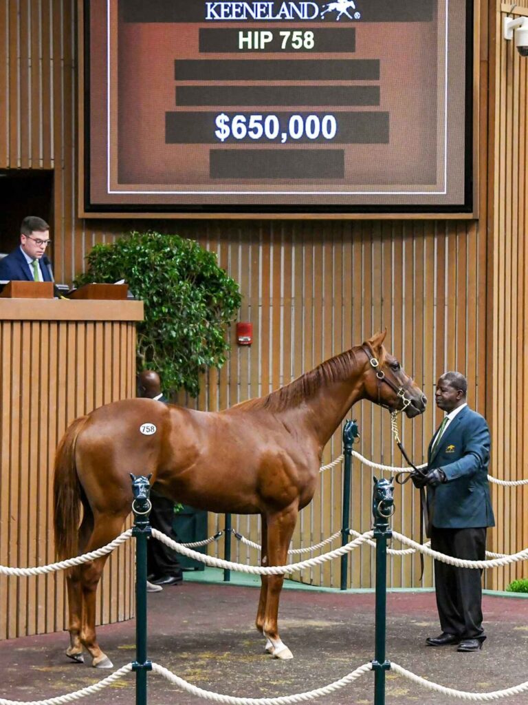 $650,000 at '25 KEESEP | Filly o/o Ice Women | Purchased by Alex & Joann Lieblong | Judit Seipert photo