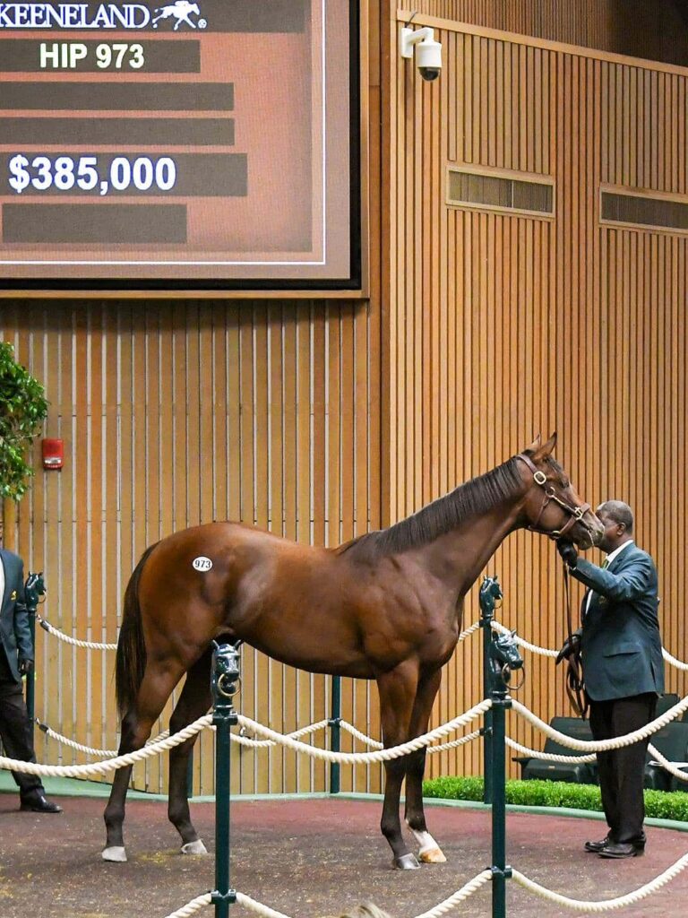 $385,000 at '25 KEESEP | Colt o/o Up in Smoke | Purchased by Flying Dutchmen | Judit Seipert photo