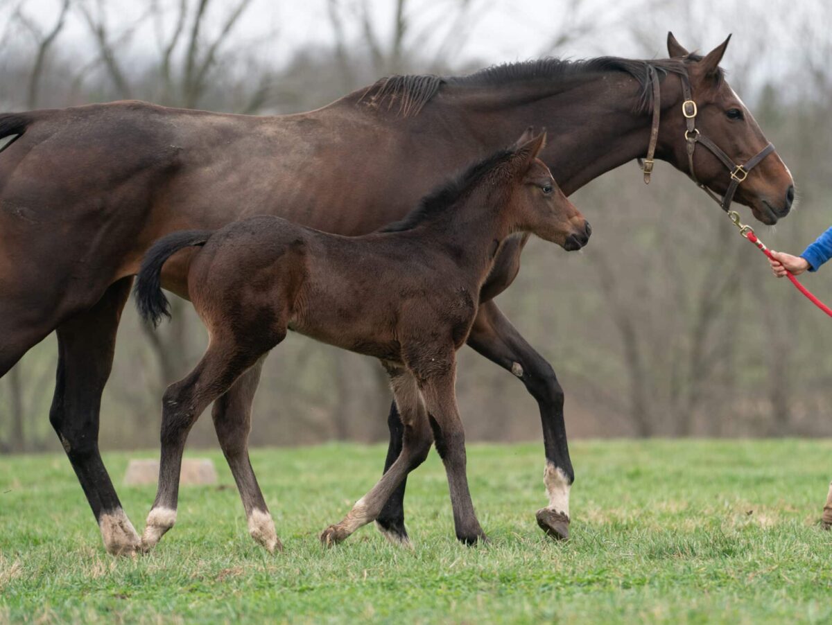 Becca's Rocket colt | Pictured at 37 days old | Bred by Machmer Hall, Craig & Carrie Brogden | Nicole Finch photo