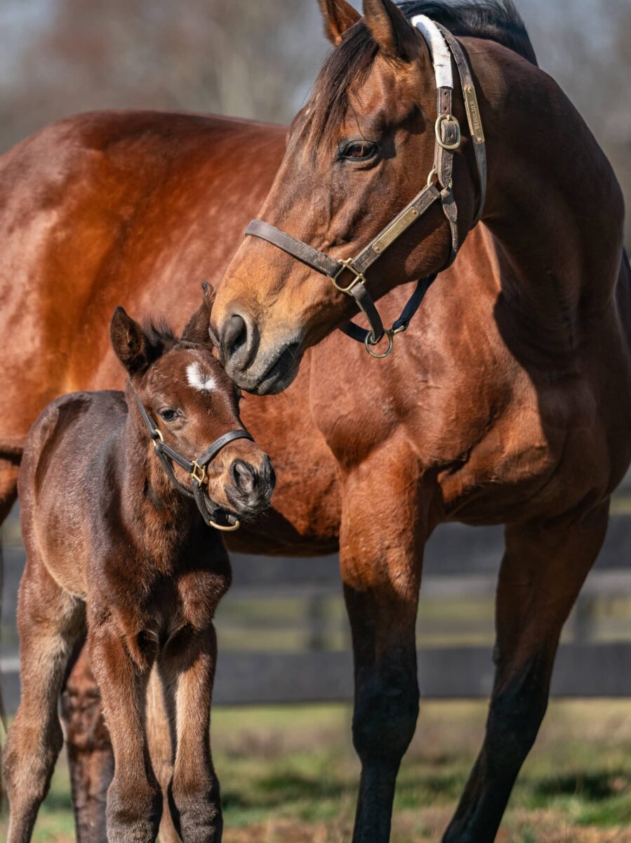 Beholder filly | Pictured at 1 day old | Bred by Spendthrift Farm | Nicole Finch photo