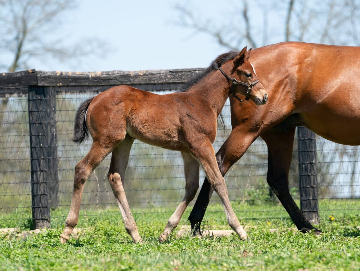 Efforting filly | Pictured at 20 days old | Bred by Loren Nichols | Nicole Finch photo