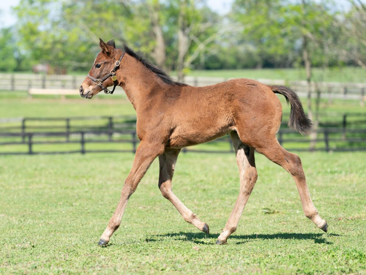 Kissin Kim filly | Pictured at 75 days old | Bred by Mike Heitzmann, Jeff Prunzik & Juan Piedra | Nicole Finch photo