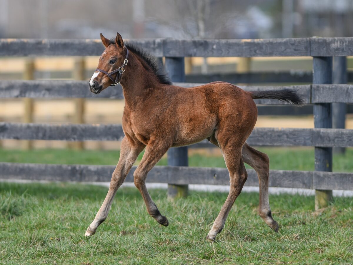 Lucky Polly filly | Pictured at 1 month old | Bred by Natalma | Amy Lanigan photo