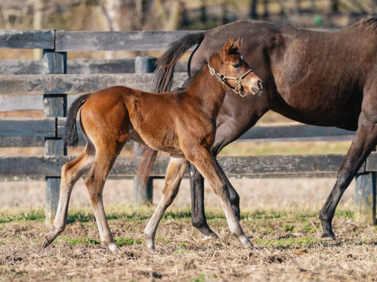 Mrs. Postman filly | Pictured at 17 days old | Bred by William Humphries & Altair Farms | Nicole Finch photo