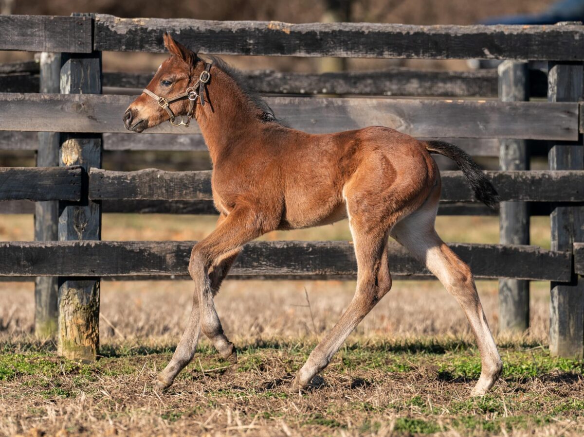 Mrs. Postman filly | Pictured at 17 days old | Bred by William Humphries & Altair Farms | Nicole Finch photo