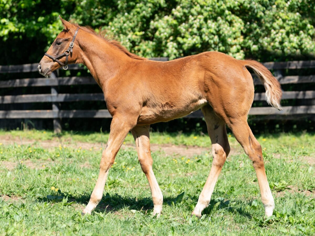 Sassy Sienna colt | Pictured at 89 days old | Bred by Thirty Year Farm | Nicole Finch photo