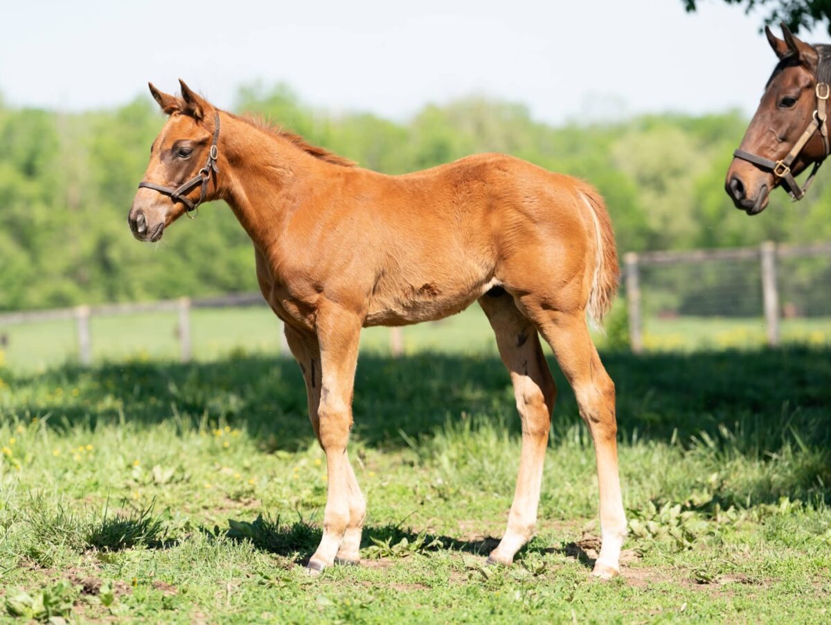 Sassy Sienna colt | Pictured at 89 days old | Bred by Thirty Year Farm | Nicole Finch photo