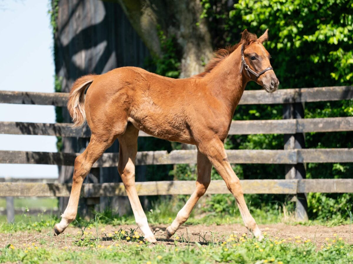 Sassy Sienna colt | Pictured at 89 days old | Bred by Thirty Year Farm | Nicole Finch photo