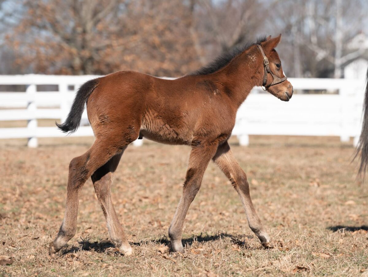 Taking Aim colt | Pictured at 20 days old | Bred by Dixiana Farms | Nicole Finch photo