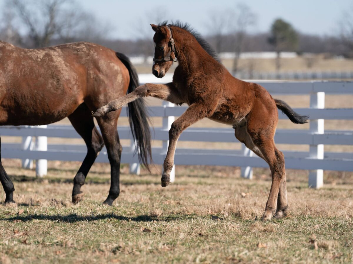 Taking Aim colt | Pictured at 20 days old | Bred by Dixiana Farms | Nicole Finch photo