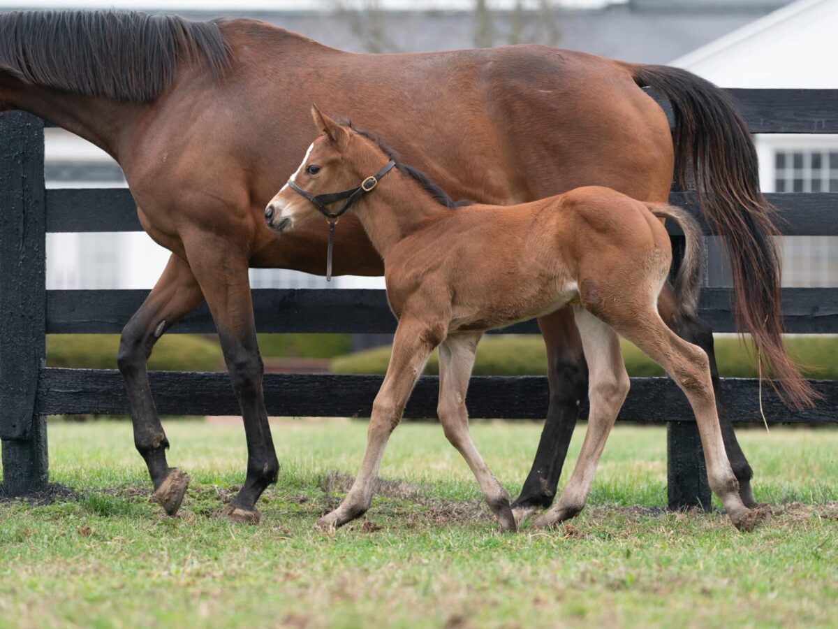 Tonal Vision colt | Pictured at 28 days old | Bred by Jeff Ramey | Nicole Finch photo