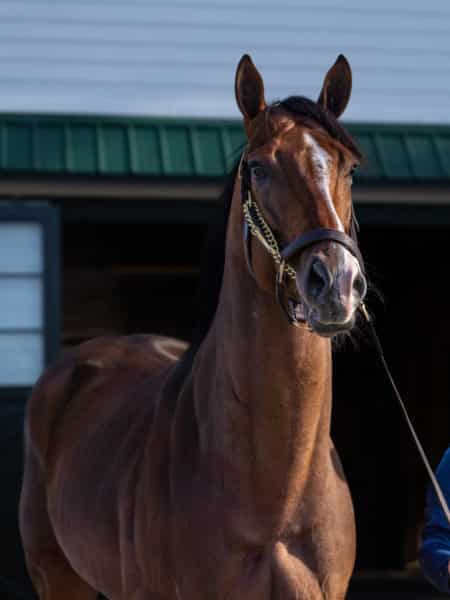 Jackie's Warrior retires to Spendthrift as the only Champion Sprinter to win 5 Grade Ones since Gulch 34 years ago. | Nicole Finch photo