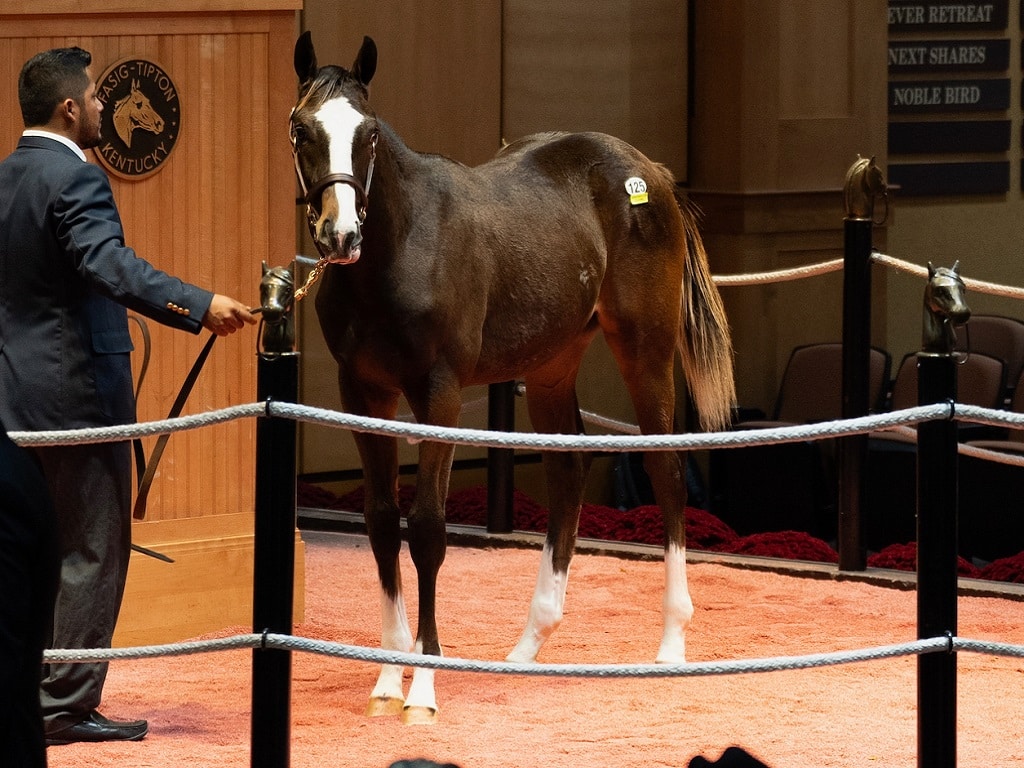 Authentic's $575,000 colt, hip 125, at the 2022 Fasig-Tipton November auction