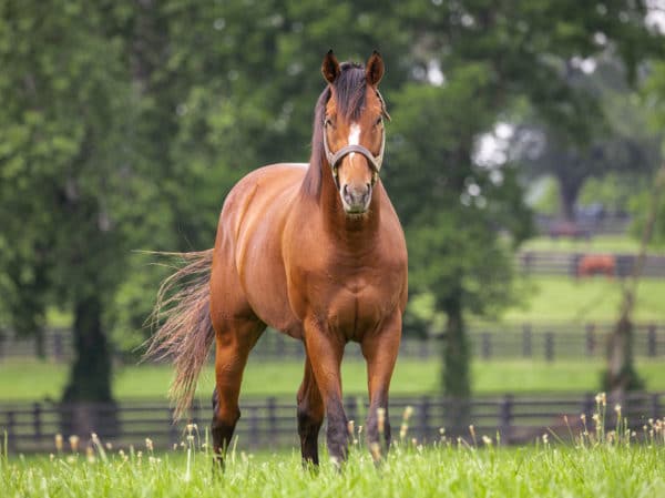 By My Standards is the fourth highest earner from the Into Mischief line, only behind Authentic, Life Is Good and his sire Goldencents | David Coyle photo