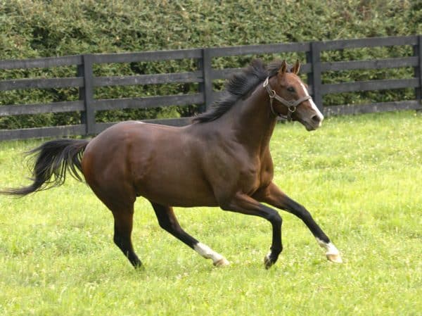 Basin became Liam's Map's first G1 winner after capturing Saratoga's prestigious Hopeful Stakes as a 2-year-old | David Coyle photo