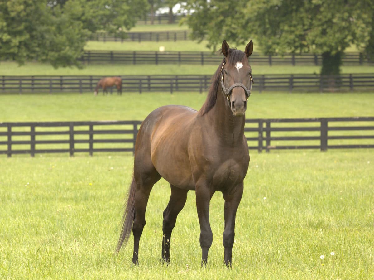 G1 winner Rock Your World sires first foal Spendthrift A Kentucky Thoroughbred Stallion Farm