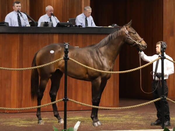 Coal Front's Hip 458 at the 2023 OBS 2 year old in training Sale - Judit Seipert