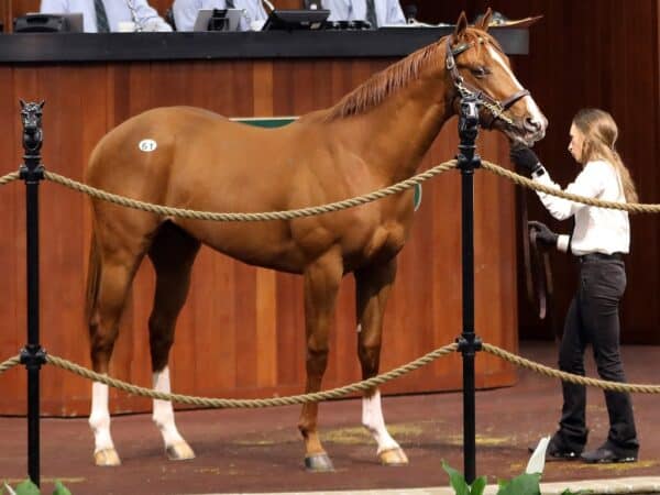 Mitole's $225,000 colt, Hip 61, at the 2023 OBS 2 year old in training Sale - Z