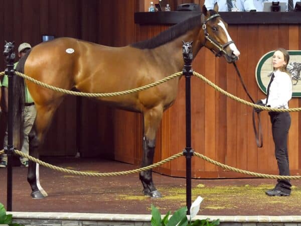 Omaha Beach's $690,000 filly, hip 752, at the 2023 OBS March 2yo sale - Judit Seipert