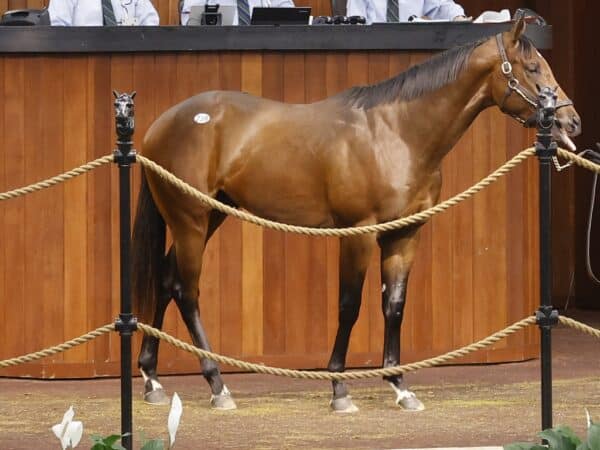 Jimmy Creed's Hip 239 at the 2023 OBS Spring 2yos in Training Sale - photo by Z