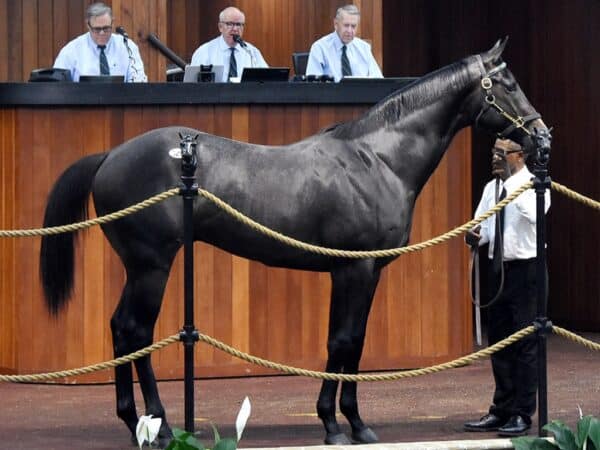 Bolt d'Oro's $700,000 colt, hip 320, at the 2023 OBS Spring 2yo sale - Judit Seipert photo