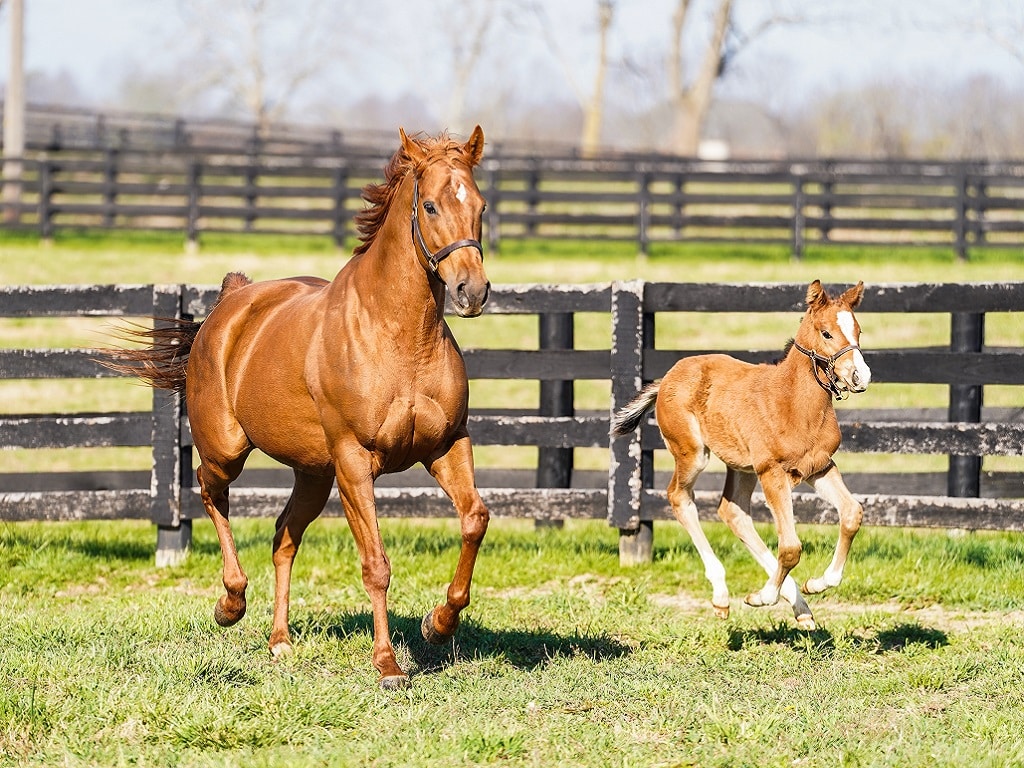 Monomoy Girl and her 2023 colt at Spendthrift Farm - Nicole Finch