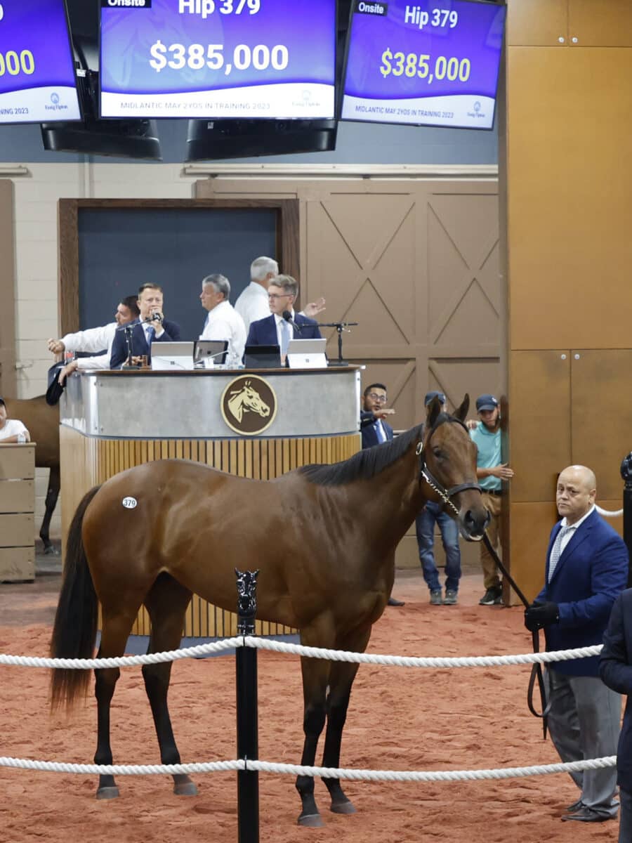 $385,000 filly | Hip 379 o/o Qualkris | Purchased by Team Hanley & 30 Year Farm | '23 F-T Midlantic | Z photo