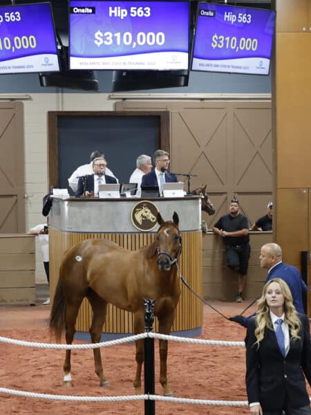 Mitole ended the major 2-year-old sale season as the No. 2 freshman sire with a $146,257 average | Tibor photo